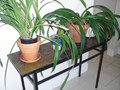 plants